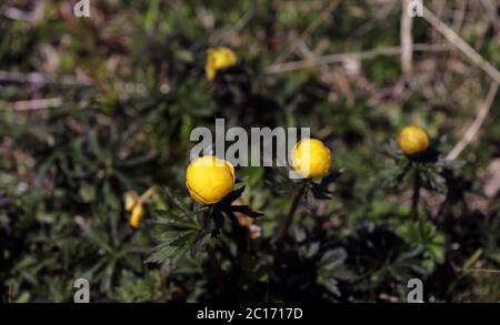 Fiore di globeflower che fiorisce su un prato di montagna Foto Stock