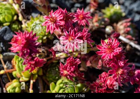 Fiori rossi o rosa di ciottoli casa-porro (Sempervivum arachnoideum) Foto Stock