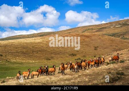 Selvaggi cavalli della Patagonia Foto Stock