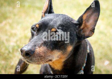 13 anni nero maschio miniatura pinscher espressione ritratto dagli occhi Foto Stock