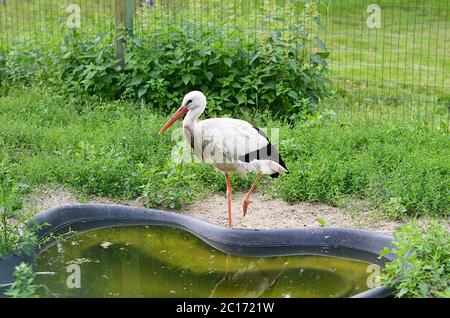 L'Heron si trova su una gamba vicino allo stagno Foto Stock