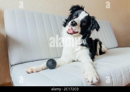 Divertente ritratto di cute sorridente cucciolo cane bordo collie giocare con palla giocattolo sul divano interno. Nuovo bel membro della famiglia piccolo cane a casa guardare e aspettare. Cura degli animali e concetto di animali Foto Stock