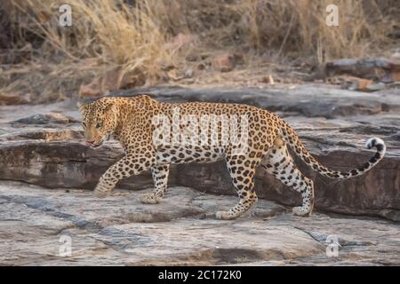 Indiano leopardo maschio, Panthera pardus fusca, panna Tiger Reserve, Madhya Pradesh, India Foto Stock