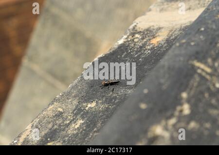 Vola insetto sulla roccia Foto Stock