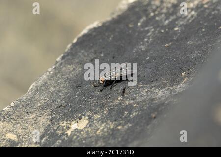 Vola insetto sulla roccia Foto Stock