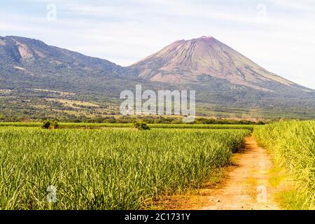 Traccia in un campo di canna da zucchero che conduce ad un vulcano Foto Stock