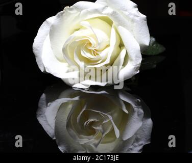 Pulsante rosa bianco aperto con riflessione isolata su sfondo nero Foto Stock