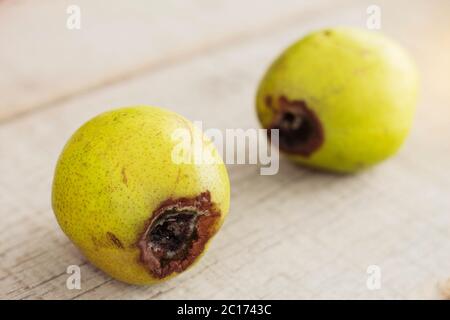 Pera sta andando marcire su legno. Foto Stock