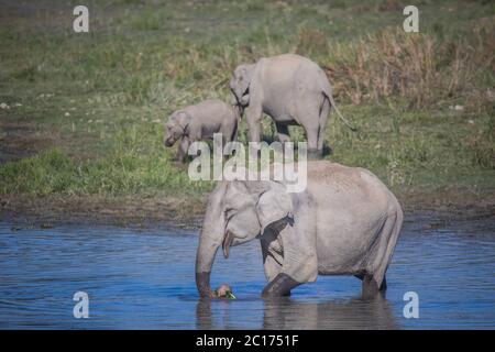 Elefante asiatico, Elephas maximus indicus, Kaziranga Tiger Reserve, Assam, India Foto Stock