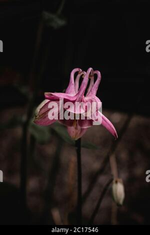 Fiori colorati da giardino, fiore blu, fiore viola, verde, foglia, foglie, rosa gialla, rosa arancio, fiore lucido Foto Stock