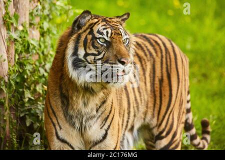 Tigre di Sumatra Foto Stock