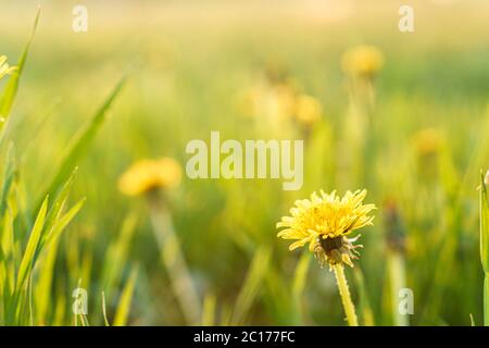 Floristry, giorno delle donne, giorno della madre, giorno di San Valentino, concetto di festa - prato con dandelion gialli e fiori selvatici sagome sullo sfondo di raggi Foto Stock