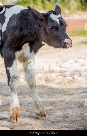 Giovane vitello holstein in un vivaio per le mucche in una fattoria casearia Foto Stock