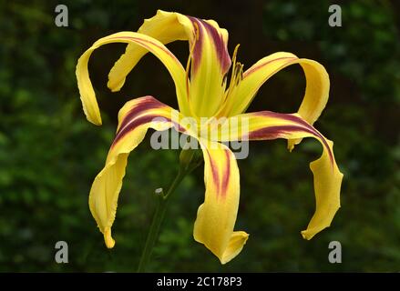 Giallo e rosso-rosso-rosso-rosso accattivante (Hemerocallis). Questo perenne, chiamato con il nome di Free Wheelin, produce graziose fioriture simili a ragno. Foto Stock