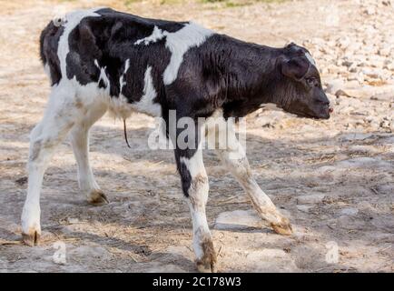 Giovane vitello holstein in un vivaio per le mucche in una fattoria casearia Foto Stock