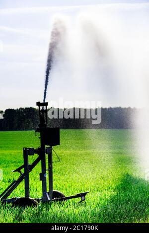 Acqua di installazione degli sprinkler in un campo di mais Foto Stock