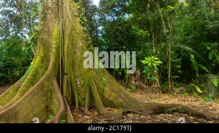 Approccio ad un albero gigante centenario di HIGUERON, nel mezzo della foresta nella regione ecuadoriana Amazzonia. Nome scientifico: Ficus maxima Foto Stock