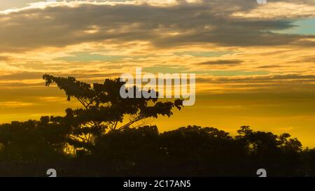 Silhouette nera di un albero nella foresta amazzonica al tramonto con cielo giallo nuvoloso vicino al Lago Agrio - Ecuador Foto Stock