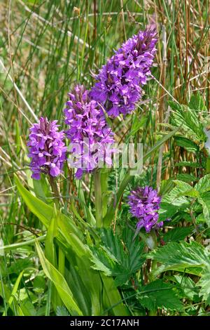 Orchidea Marsh meridionale - Dactylorhiza praetermissa quattro fiori in erba bagnata Foto Stock