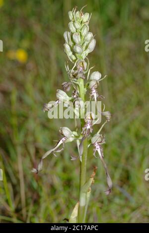 Lizard Orchidea - Himantoglossum hircinum raro Orchidea Fiore, probabilmente l'unico nel Cotswolds Foto Stock