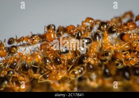 Gruppo di formiche faraone che girano intorno per mangiare Foto Stock