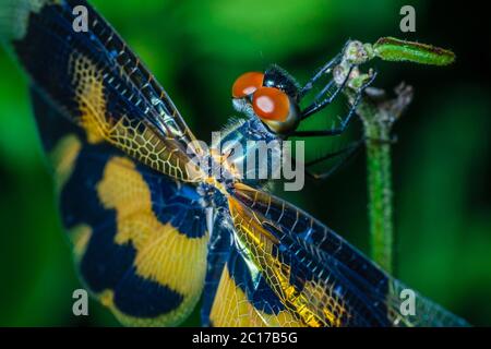 Un macro shot di una libellula con messa a fuoco selettiva sulle ali e sulle gambe della testa. Sfondo verde Foto Stock