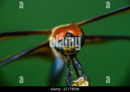 Un macro-shot di una libellula con messa a fuoco selettiva sulla testa Foto Stock