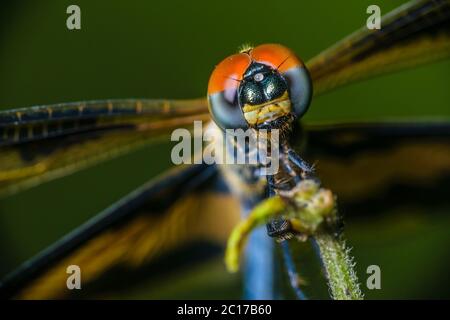 Un macro-shot di una libellula con messa a fuoco selettiva sulla testa Foto Stock