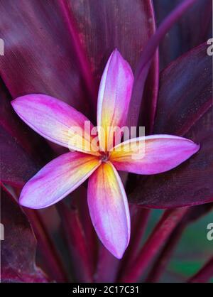 Primo piano verticale di un fiore colorato di plumeria. Foto Stock