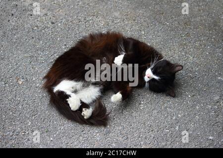 Bianco e nero cat arricciato su asfalto godendo il caldo estivo. Foto Stock