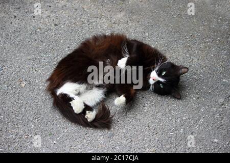 Bianco e nero cat arricciato su asfalto godendo il caldo estivo. Foto Stock