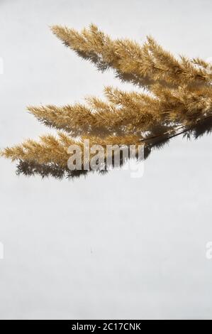 seccare lo spikelet su sfondo bianco con luce brillante Foto Stock