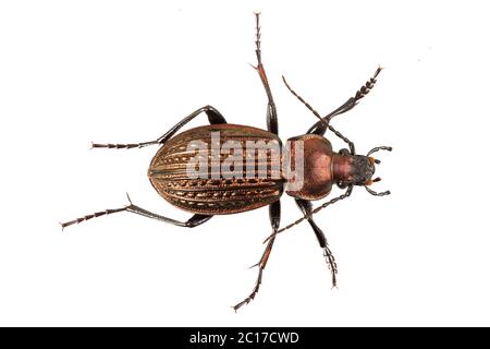 Coleottero di massa (dettaglio della testa di terra beetle) isolati su sfondo bianco Foto Stock