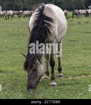 Pascolo pacifico, cavalli selvatici nel Merfelder Bruch, Dülmen, Renania settentrionale-Vestfalia, giugno; Foto Stock