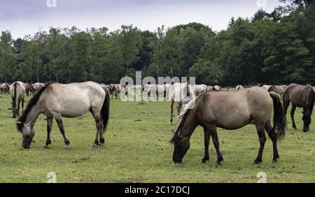 Pascolo pacifico, cavalli selvatici nel Merfelder Bruch, Dülmen, Renania settentrionale-Vestfalia, giugno; Foto Stock