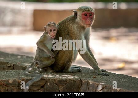 Un Toque Macaque con il suo bambino si siede su un muro di pietra presso l'antico sito di Polonnaruwa nel centro dello Sri Lanka. Foto Stock