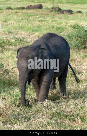 Un elefante selvatico vitello pascolo su prateria adiacente al serbatoio (artificiale serbatoio) all'interno del Parco Nazionale di Minneriya, nel centro dello Sri Lanka. Foto Stock