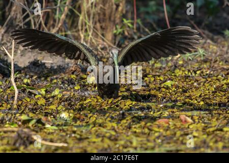 Ibis verde ricerca sul cibo con ali spiegate,Pantanal, Brasile Foto Stock