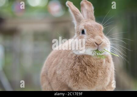 Rufus Rabbit mangiare un fresco sprig di foglie di carota sul ponte al tramonto in morbida luce bella Foto Stock