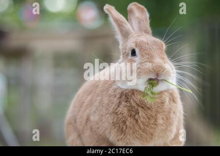 Rufus Rabbit mangiare un fresco sprig di foglie di carota sul ponte al tramonto in morbida luce bella Foto Stock