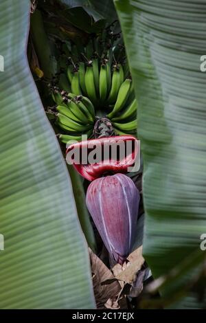 Banana blossom con banane verdi, vista attraverso le foglie di banano, Brasile Foto Stock