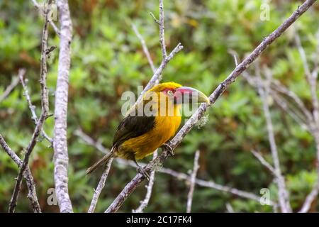 Lo zafferano toucanet seduto su un ramo in foresta atlantica, Itatiaia, Brasile Foto Stock