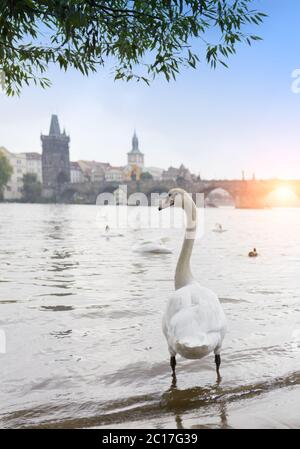 Praga. Cigni sul fiume Moldava e Ponte Carlo sullo sfondo Foto Stock