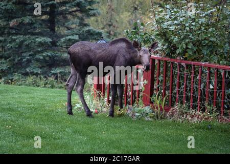 Giovani alci pascolare nel lodge giardino, Talkeetna, Alaska Foto Stock