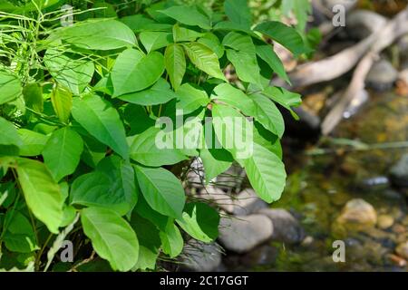 Primo piano di infestanti nocive foglie di Poison Ivy accanto a Lovers Creek a Barrie Ontario Foto Stock