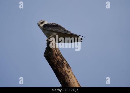 Aquilone alato nero Elanus caeruleus conosciuto anche come aquilone con spalla nera Foto Stock