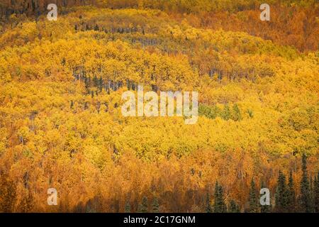 Caduta di boschi con bellissimi colori, Chena Hot Springs, Alaska Foto Stock