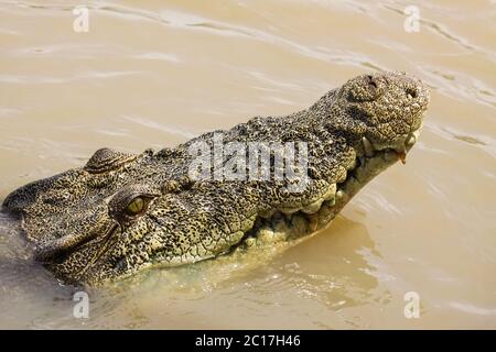 Primo piano della testa di un coccodrillo d'acqua salata che galleggia sulla superficie del fiume, Adelaide River, Austral Foto Stock