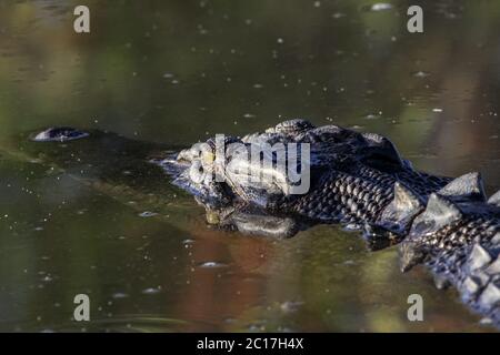 Primo piano di un coccodrillo d'acqua salata che galleggia sulla superficie del fiume, acqua gialla, Parco Nazionale di Kakadu, Foto Stock