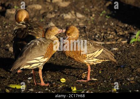 Coppia di anatre fischianti in amore nella calda luce della sera, acqua gialla, Kakadu National Pa Foto Stock